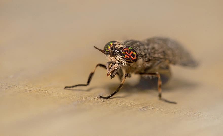 horse fly, fly, insect, nature, animal, close-up, macro, small, arthropod, animals in the wild, yellow