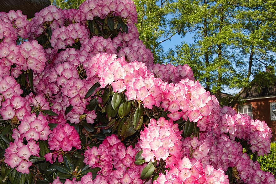 rododendron, bloemen, roze, bloeien, bloesem, roze bloemen, bloemblaadjes, roze bloemblaadjes, flora, bloementeelt, tuinbouw