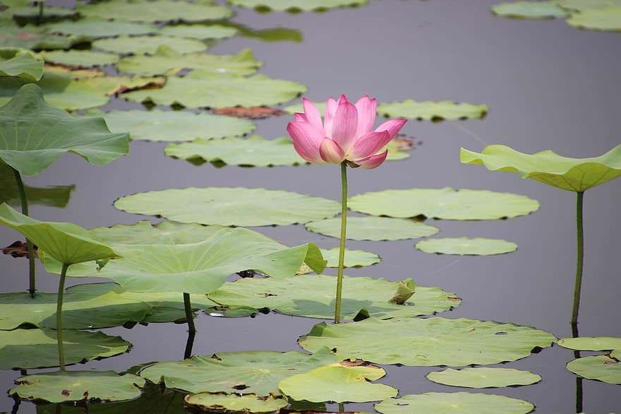 цвете Лотус, водна лилия, подложки за лилии, лотосови листа, езерце, езеро, водни растения, разцвет, цвят, розово цвете