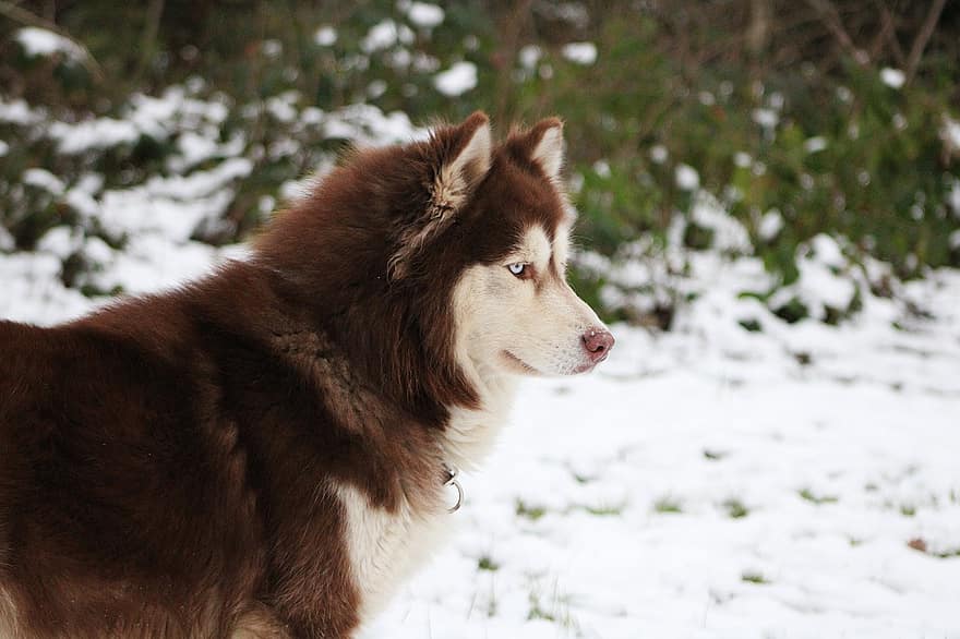 răgușit, câine, zăpadă, animal de companie, animal, câine de companie, câine de rasă pură, canin, mamifer, drăguţ, în aer liber