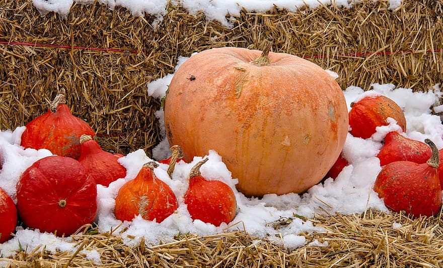 Halloween, zucche, autunno, raccogliere, la neve, decorazione