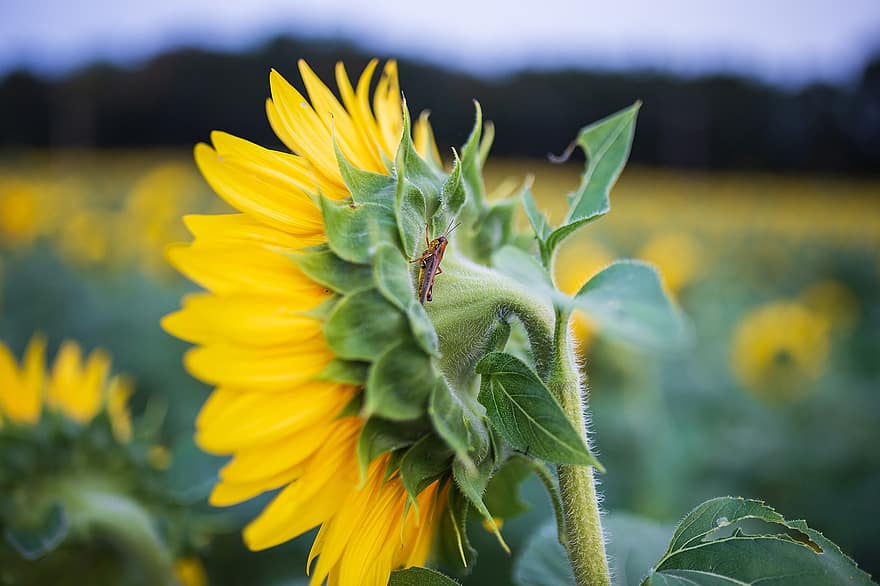 Sunflowers, Fields, Cricket, Insect, Entomology, Sunflower Field, Grasshopper, Bloom, Blossom, Flora, Floriculture