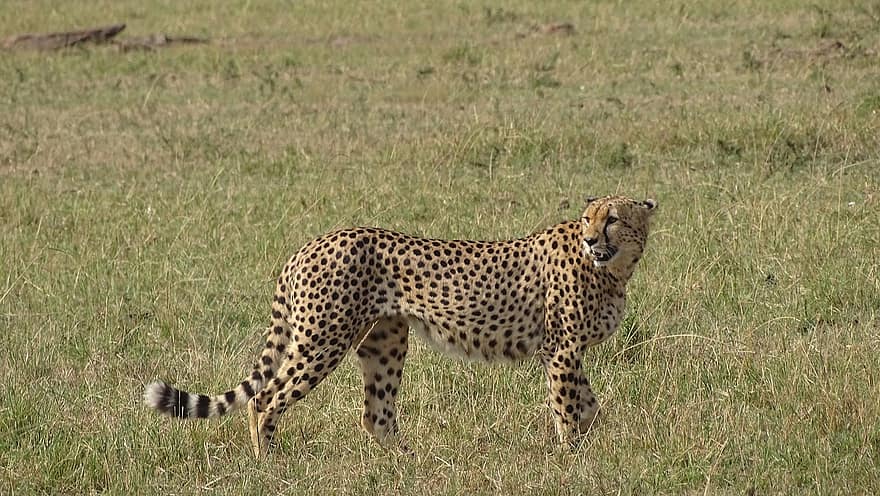 animal, leopardo cazador, África, depredador, especies, mamífero, fauna, fauna silvestre, animales en la naturaleza, gato no domesticado, animales de safari