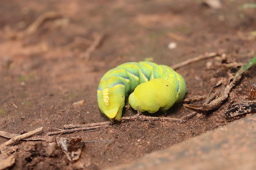 Caterpillar, Insect, Soil, Nature, Ground, Entomology, close-up, larva, green color, plant, growth