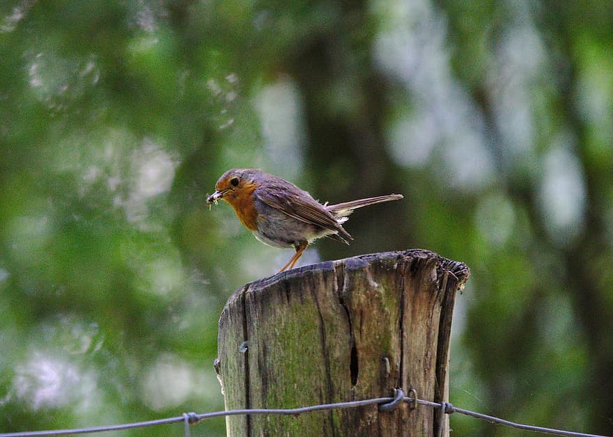 Robin, pájaro, mundo animal, pájaro cantor, pájaro de la ciudad, naturaleza, cuenta, comida, madera