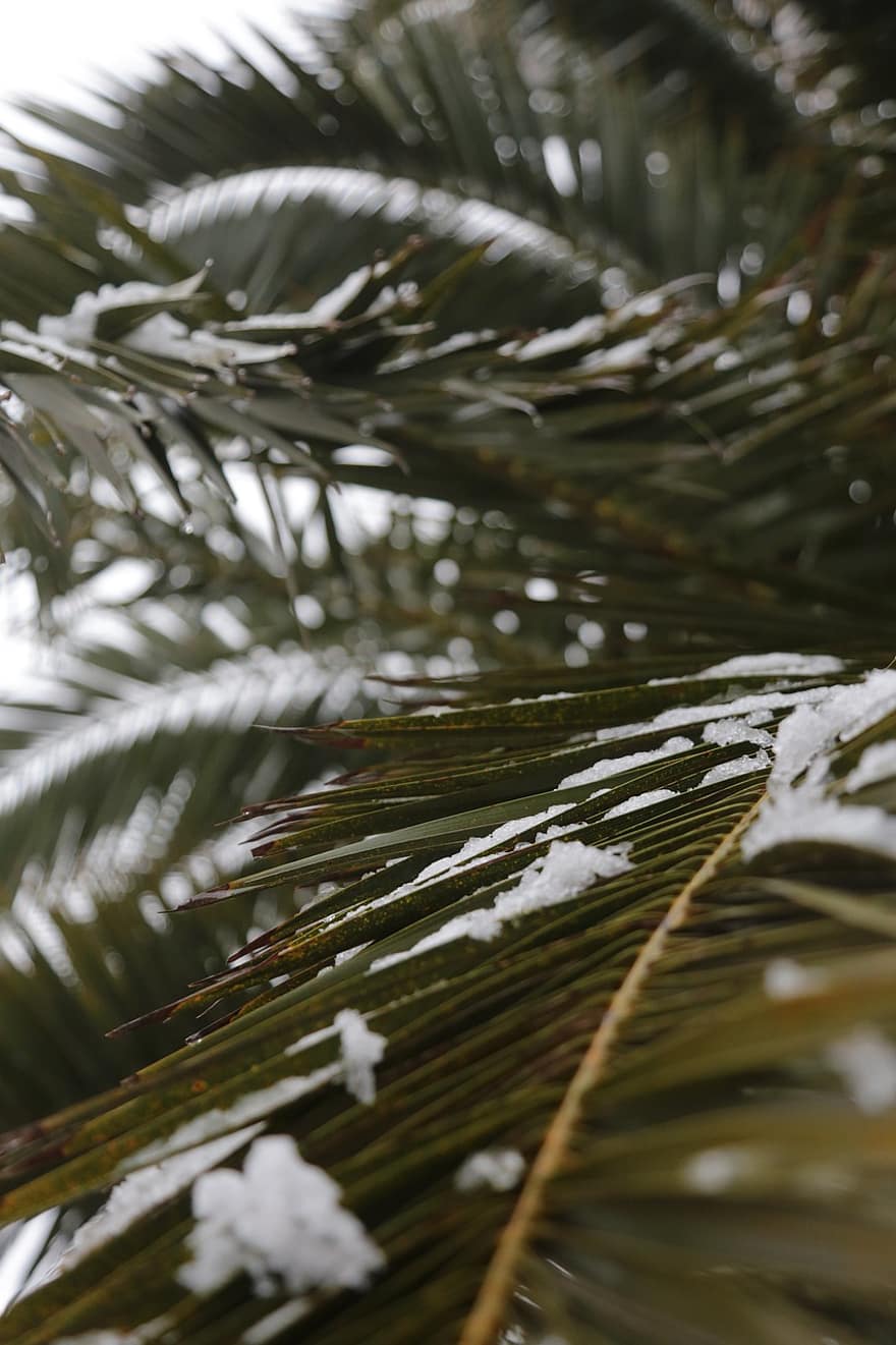 snö, vinter-, palmträd, botanik