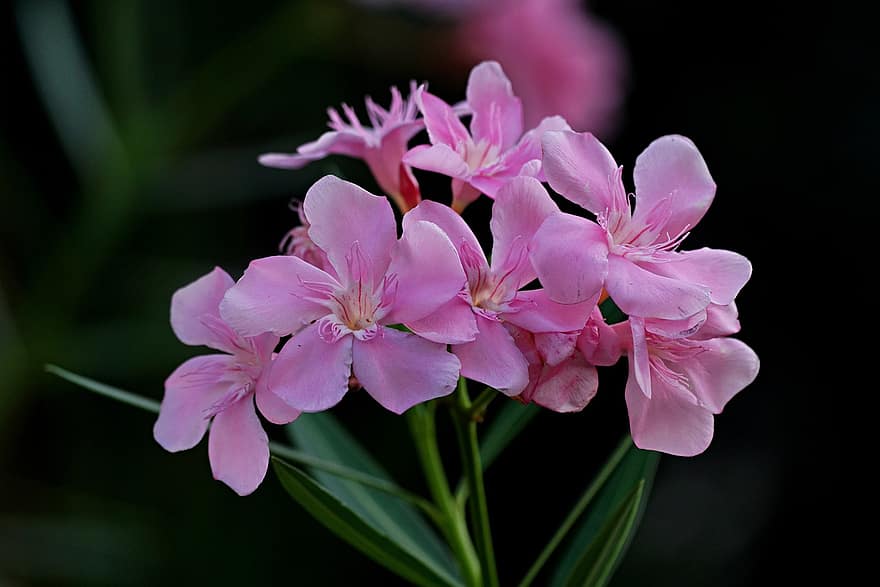 oleander, bunga-bunga, bunga-bunga merah muda, kelopak, kelopak merah muda, berkembang, mekar, tanaman, flora