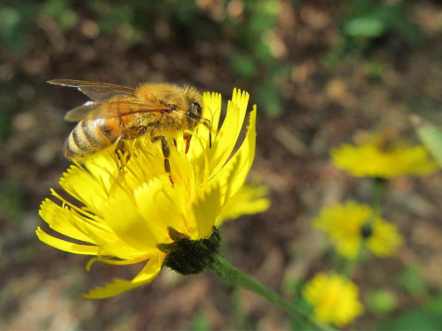蜂、昆虫、受粉する、受粉、花、翼のある昆虫、翼、自然、膜翅目、昆虫学、マクロ