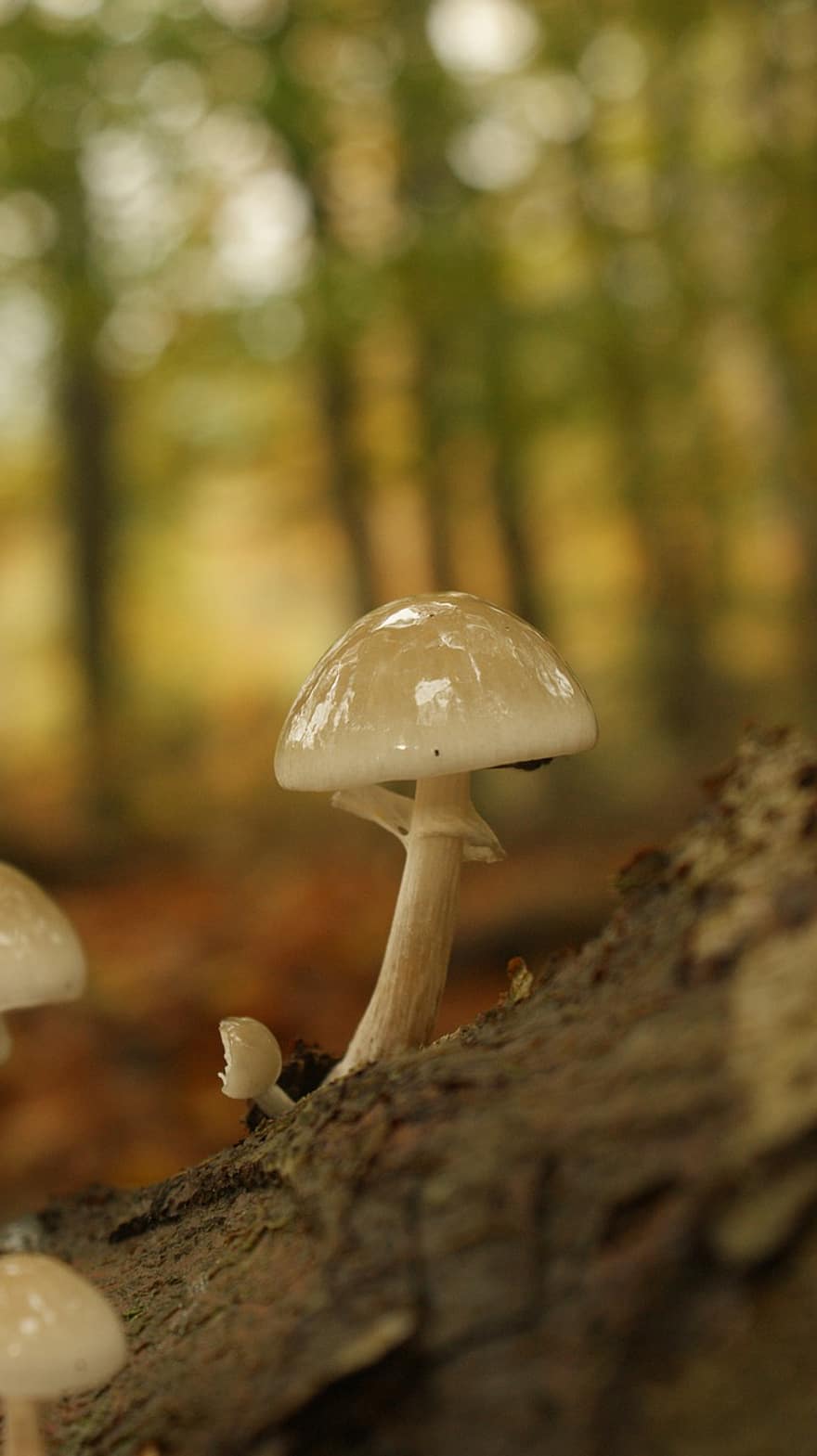 Mushroom, Plant, Toadstool, Mycology, Porcelain Fungus, Forest, Wild