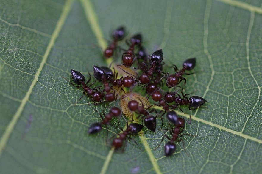 formica, insetto, entomologia, macro, foglia, avvicinamento, pianta, piccolo, lavoro di squadra, sfondi, artropodo