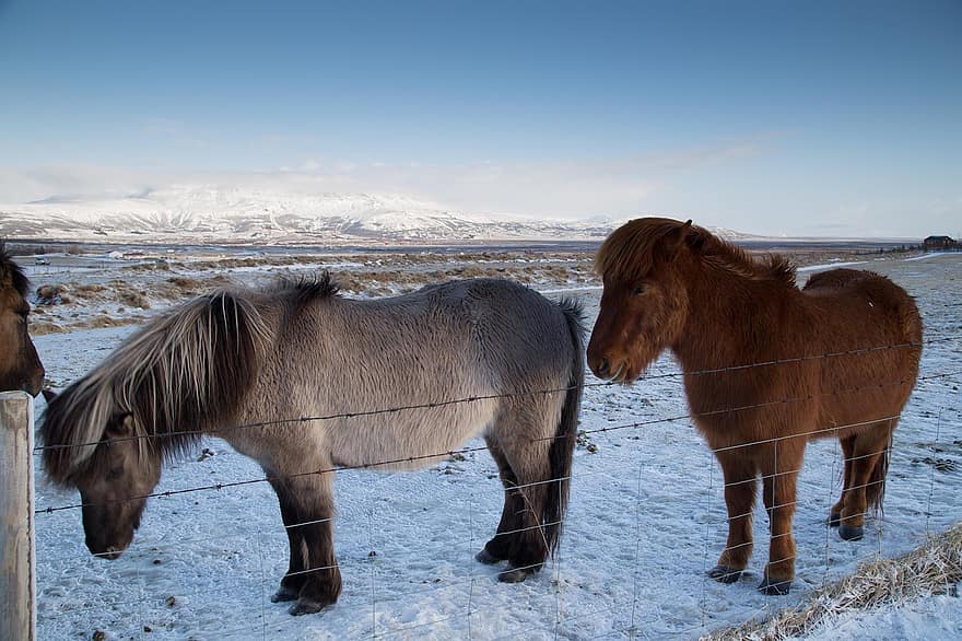 zirgi, zirgu dzimtas dzīvnieki, krēpes, poniji, sniegs, ledus, sala, ziemā, raksturs, auksts, ziemas