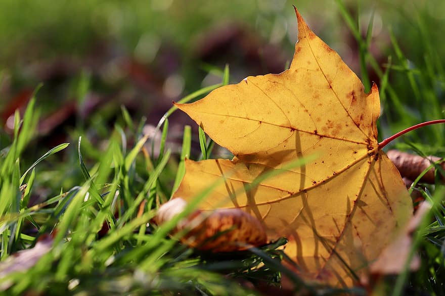 liść klonu, trawa, opadły liść, suszony liść, jesienny liść, sezon jesienny, jesień, spadek liści, liść