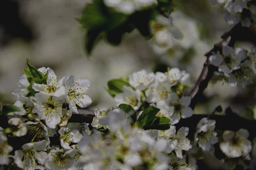 sakura, fiori, fiori di ciliegio, petali bianchi, petali, fioritura, fiorire, flora, fiori di primavera, natura