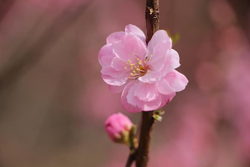 fleur de prunier, Arbre à fleurs de prunier, arbre, fleur de printemps, fleur, flore, la nature, plante, printemps, épanouissement, beijing