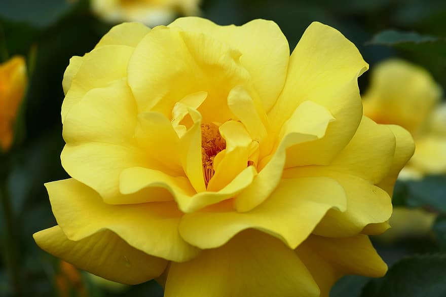 Роза, желтый, цветок, лепестки, желтая роза, желтый цветок, желтые лепестки, лепестки роз, цветение, цвести, роза цветет