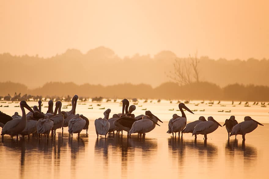 Stora vita pelikaner, fågelskådning, danube delta, rumänien, Mahmudia, Carasuhatarea, Fågelskrift, fåglar, Båtturer, bevarande, ekologi