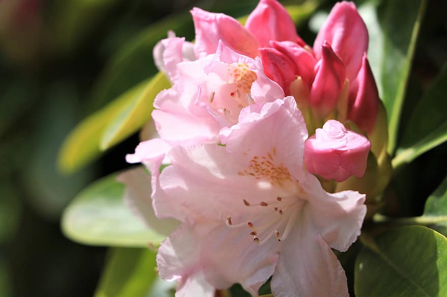 rododendro, rosa, petali, i boccioli, fioritura, fiore, fiori, dolce, giardino, parco, primavera