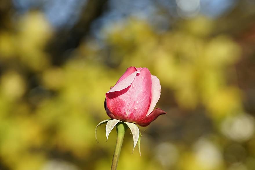 Rose, knop, blomst, pink rose, lyserød blomst, plante, flora, natur, have, tæt på