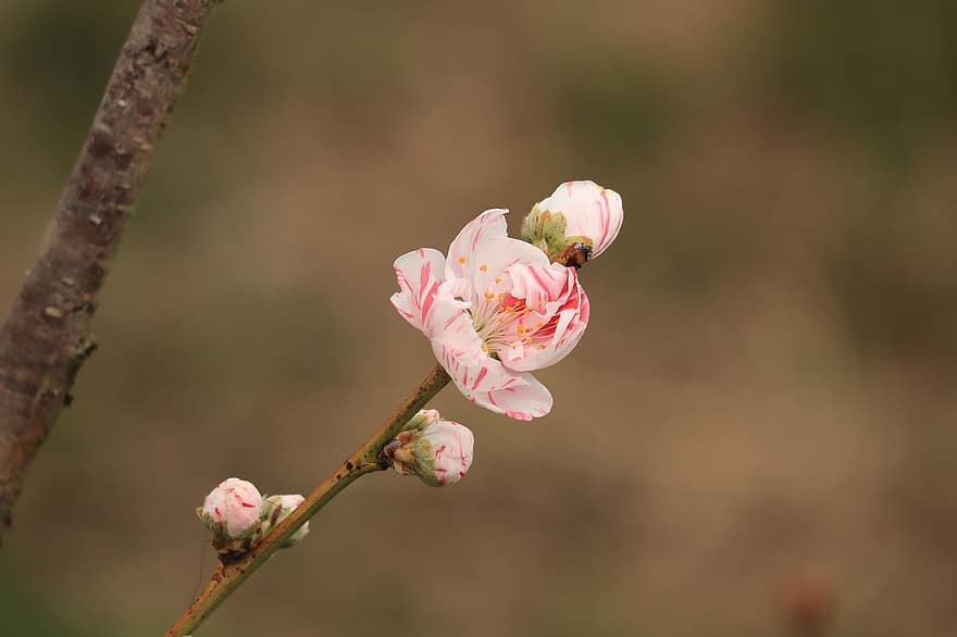 perzik bloesem, bloemen, de lente, bloemblaadjes, bloeien, bloesem, boom, hout, tak, Hanamomo, natuur