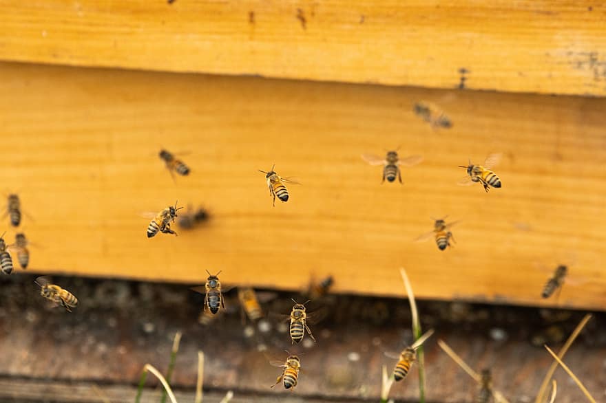 bier, koloni, bistade, honning, insekter, pollen, biavl, bigården, bikube, bi, sommer
