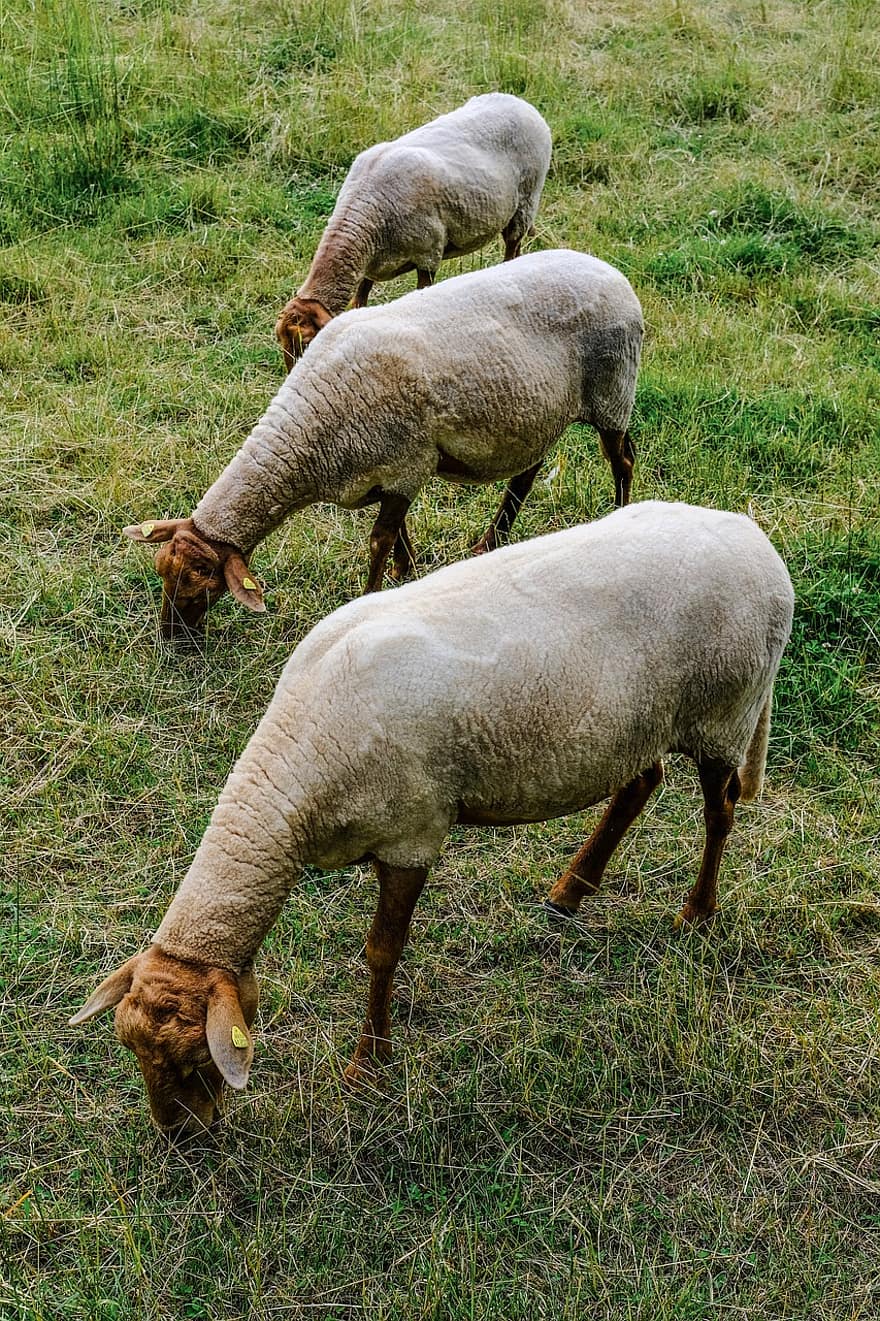 ovelha, natureza, Cordeiro, lã, Fazenda, animais