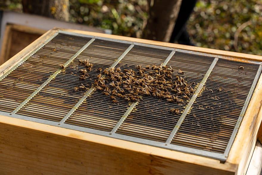 mehiläiset, mehiläispesä, mehiläishoidon, runko, Hive, ötökät, hunajan tuotanto, Brood Nest, laatikko, mehiläistila, luonto