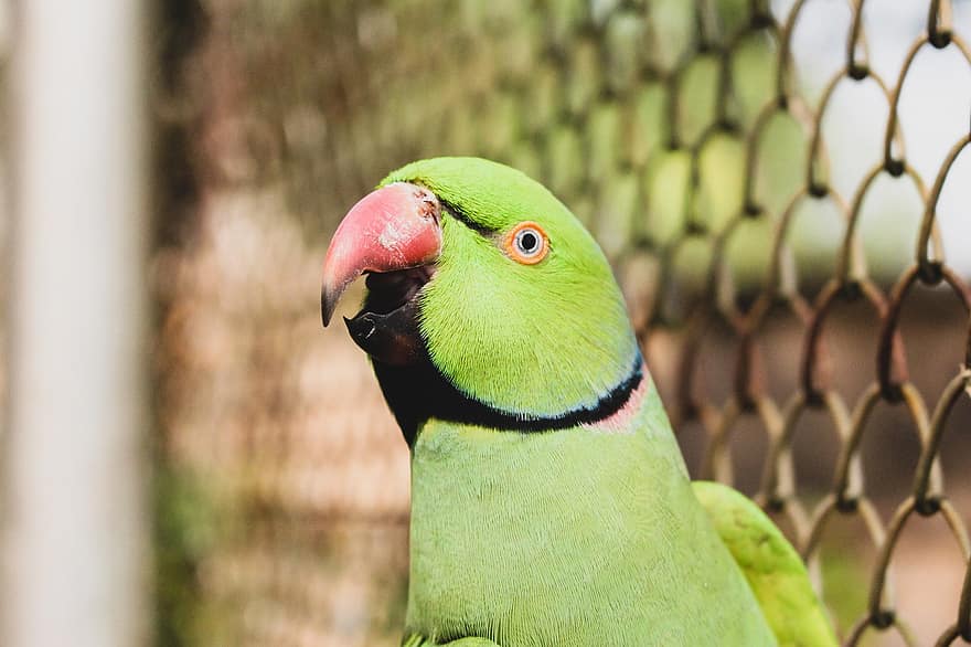papagaios, psitacinos, animais selvagens, verde, emplumado, pássaro, Austrália, colorida, animal, natural, trópicos