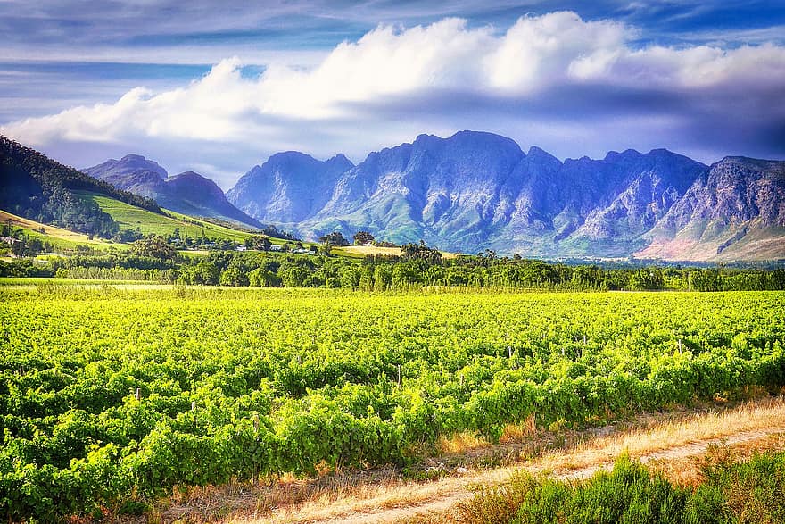 Vinhedo, vinho, viticultura, estrada, montanhas, uvas, videira, Stellenbosch, cabo Ocidental, enólogo, nuvens