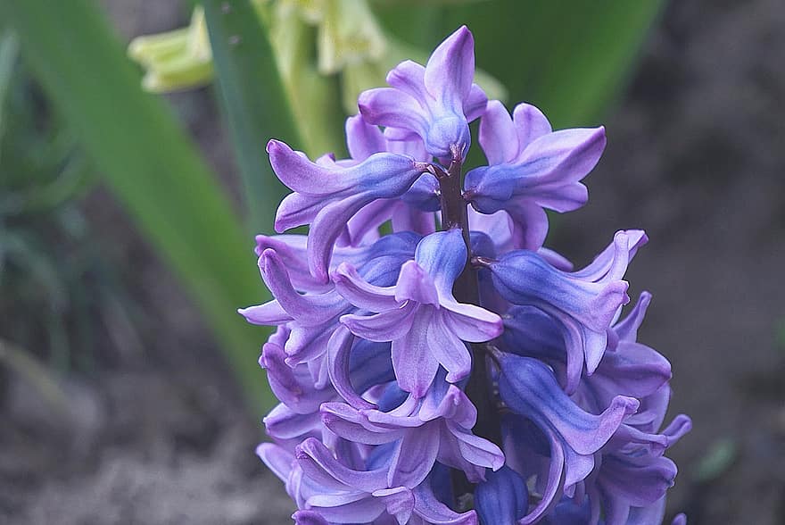 hyacinten, paars, bloemen, bloeiwijze, paarse bloemen, de lente, tuin-, flora, natuur, verse bloemen, bloeiende plant