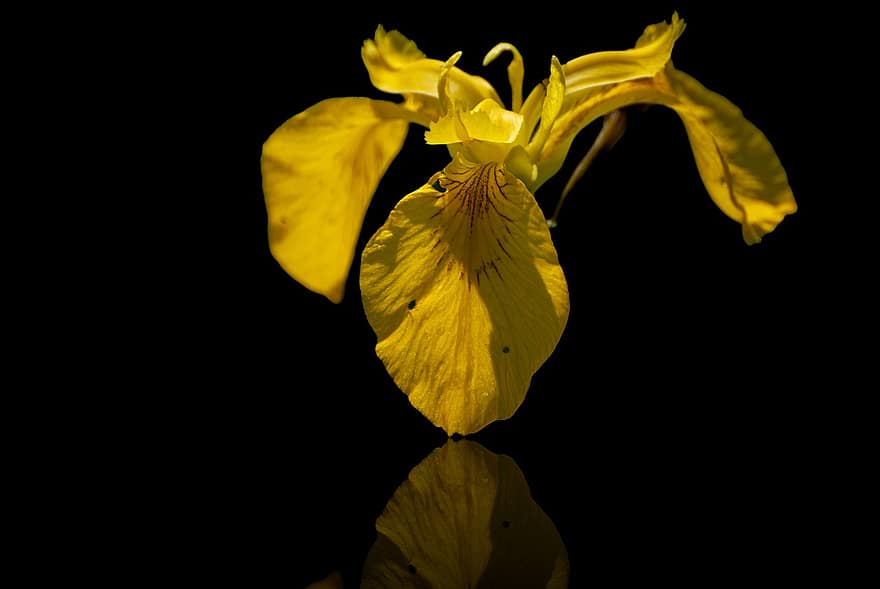 iris, bunga, bunga kuning, kelopak, kelopak kuning, flora, iridaceae, latar belakang hitam, berkembang, mekar