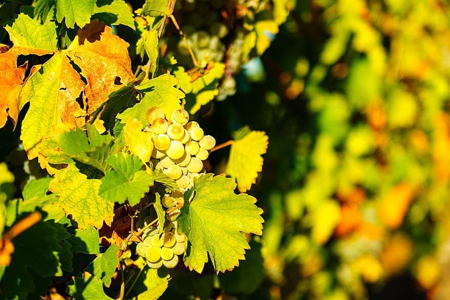 vīnogas, augļi, kopu, lapas, vīnogu, rudenī, augu, zaļā krāsa, lauksaimniecību, vīna dārzs, izaugsmi