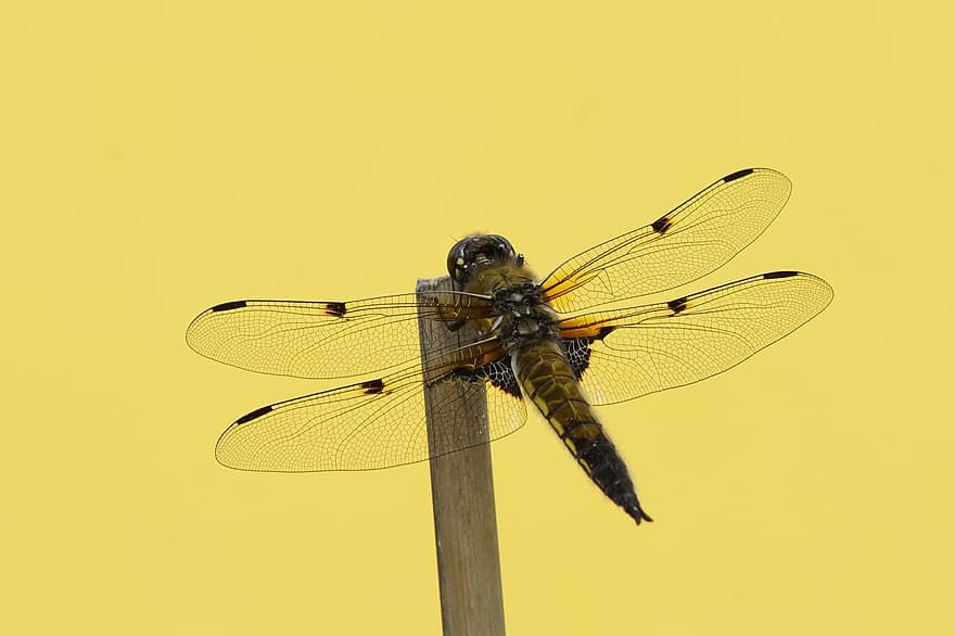 drage-fly, Vierfleck, vinge, øyenstikkere, insekt, nærbilde, gul, makro, dyrfløyen, sommer, multi farget