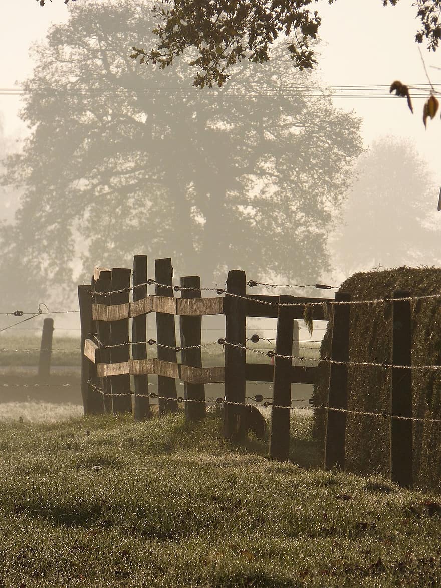 ομιχλώδης, φράκτης, γρασίδι, ομίχλη, δέντρα, αγρόκτημα, ράντσο, διαχωρισμός, πρωινή ομίχλη, ομίχλη το πρωί, πρωινή δροσιά