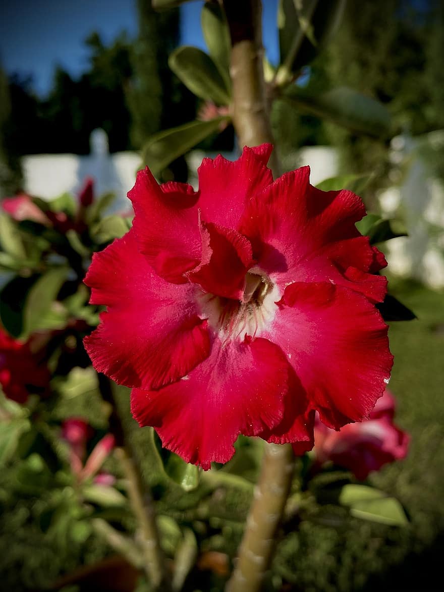 червено цвете, пустинна роза, adenium obesum, градина, ботаника
