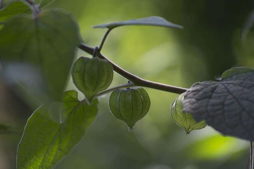Physalis Angulata, Наземний майданчик, озима вишня, фрукти