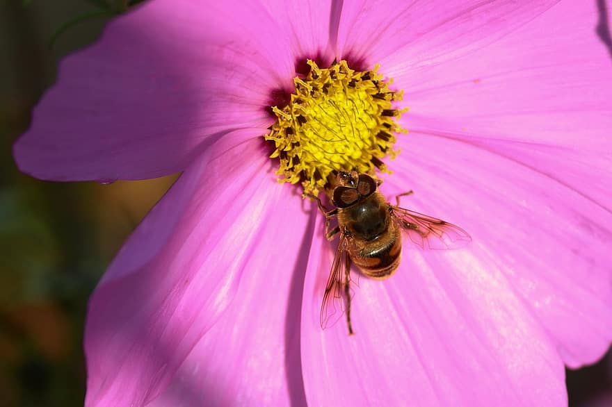 bi, insekt, honningbi, blomstre, flor, blomst, pollen, bestøvning, nektar, have, tæt på