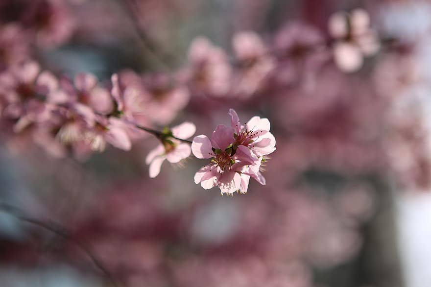桜の花、フラワーズ、ブランチ、咲く、花、桜、工場、春、自然、ボケ