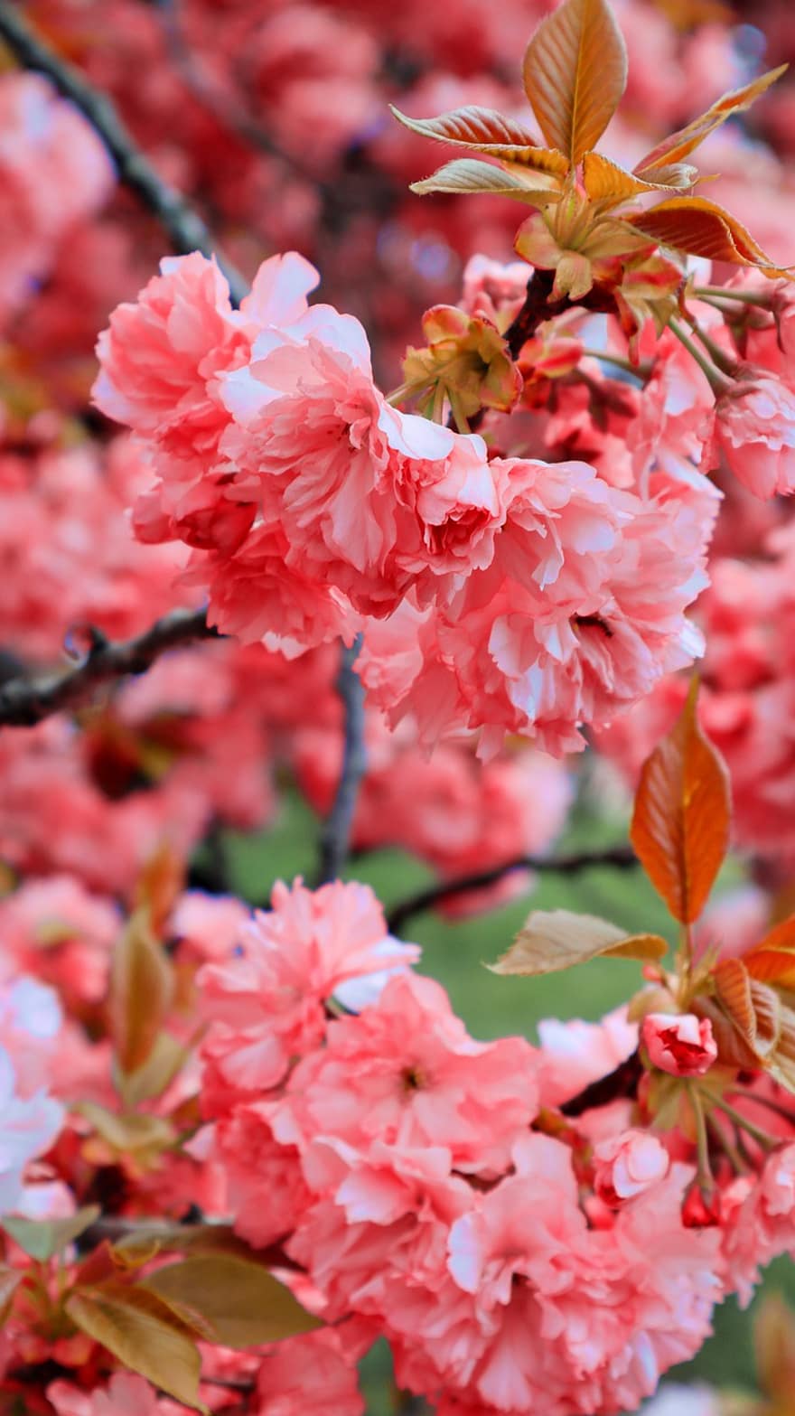桜の花、フラワーズ、咲く、花びら