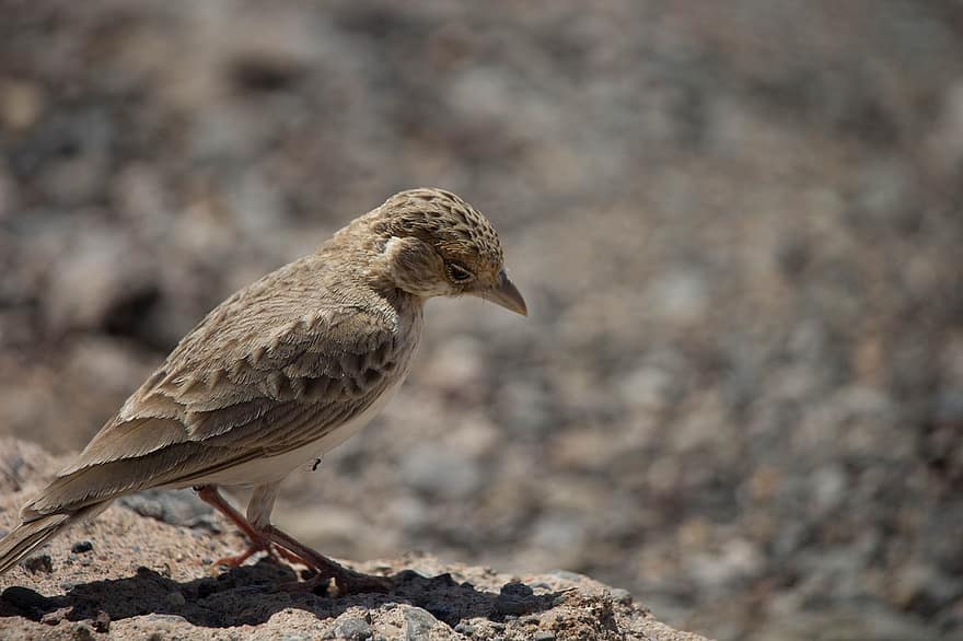Fischer Sparrow Lark, πουλί, βράχος, Fischer Finch Lark, περασμένο πουλί, ζώο, άγρια ​​ζωή, ερημιά, φύση, περιβάλλον, γη