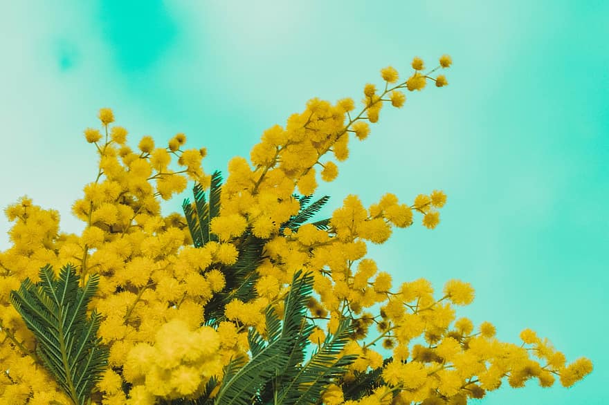 mimosa, những bông hoa, lý lịch, Hoa vàng, hoa vàng, bó hoa, lá, cây, hoa