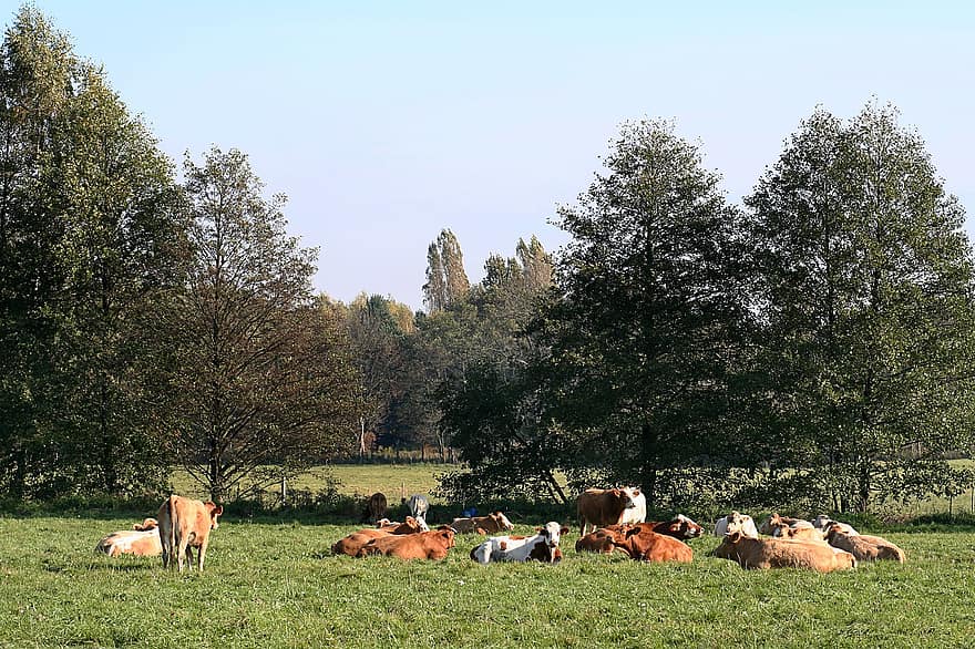 koeien, weide, koe kudde, landbouw, kudde vee, boerderijdier, vee, veehouderij, natuur, koe, landelijke scène