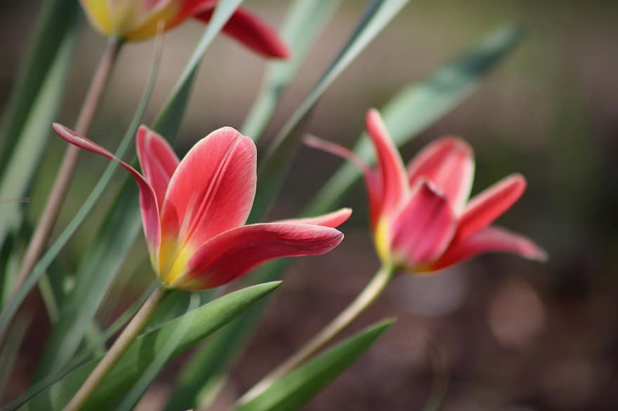 tulipaner, forår blomster, tegn på foråret, røde blomster, tidlig blomer, forår, have, natur, blomst, plante, blomsterhoved