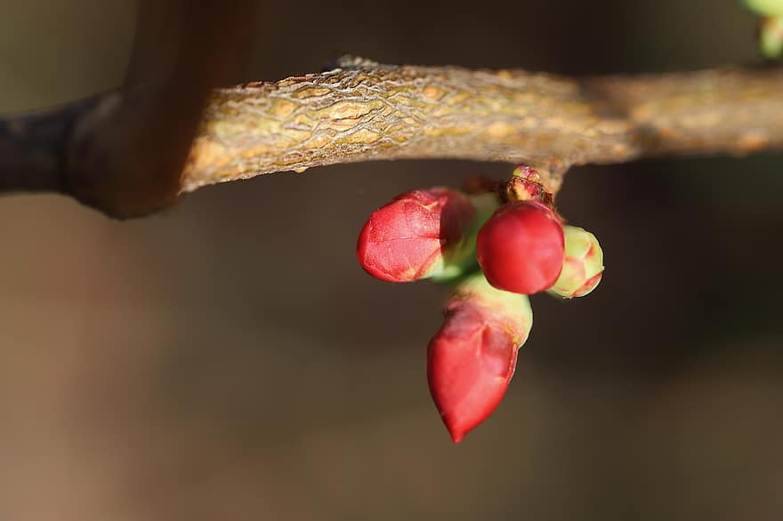 Japanese Quince, Ornamental Quince, Shrub, Bud, Plant, Growth, Botany, Macro, Flowering Branch, close-up, branch