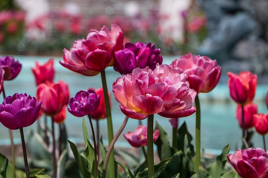 tulipes, fleurs, les plantes, tulipes violettes, pétales, Floraison, fleur, flore, printemps, la nature, tulipe