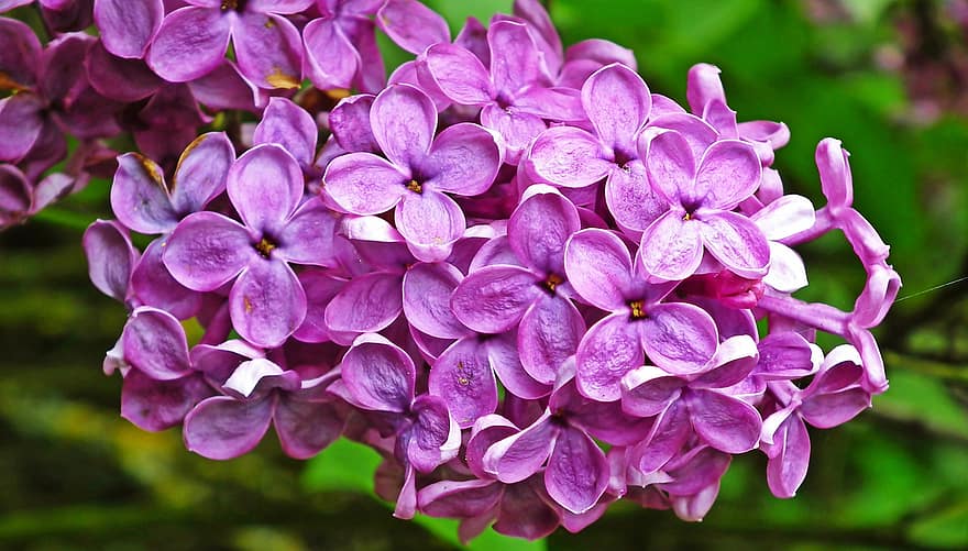 bzy, fioletowy, kwiaty, fioletowe kwiaty, płatki, fioletowe płatki, kwiat, kwitnąć, flora, kwiaciarstwo, ogrodnictwo