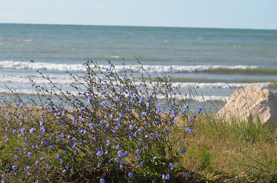 les plantes, eau, agréable, mer Noire, fleurs, spécial, paysage