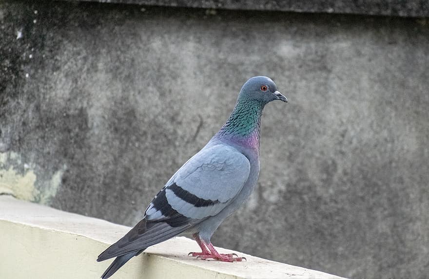 Rock Pigeon, Dove, Pigeon, Bird, Feather, Wings, Beak, Silhouette, Birdwatching