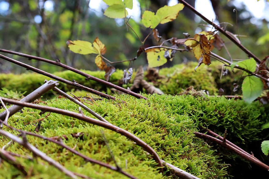 rừng, Thiên nhiên, rêu, ngoài trời, lá, chi nhánh, Lá cây, cây, màu xanh lục, mùa thu, cận cảnh