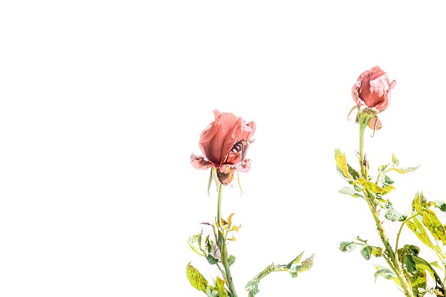 Rosen, verwelkte Blumen, verwelkte Rosen, pinke Blumen, verblasste Rosen, Ermüdende Blumen, gekippt, Blumentapete, Herbarium, Rose, Sanfte Botanik