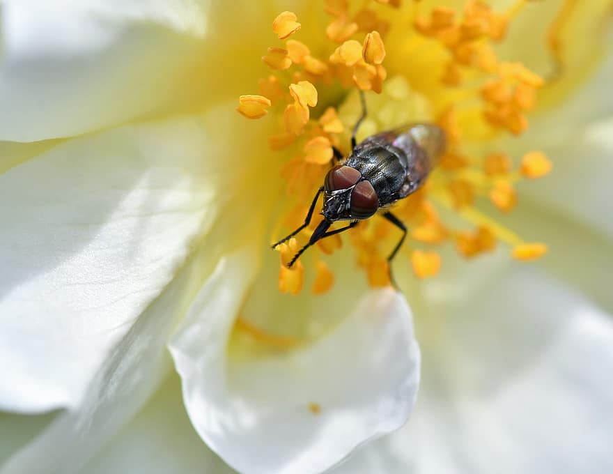 fly, insekt, bug, blomst, petals